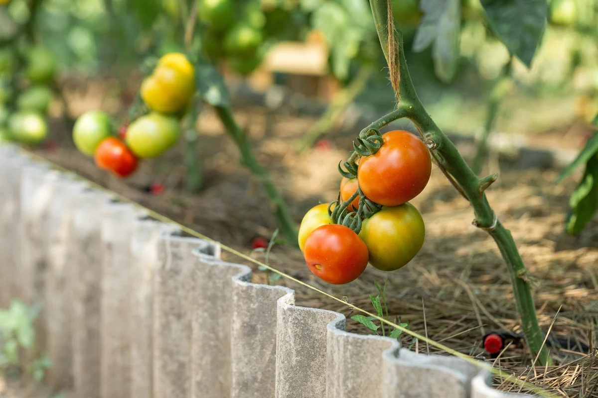 La façon la plus simple (et la plus efficace) de cultiver des tomates à la maison 🍅🌿